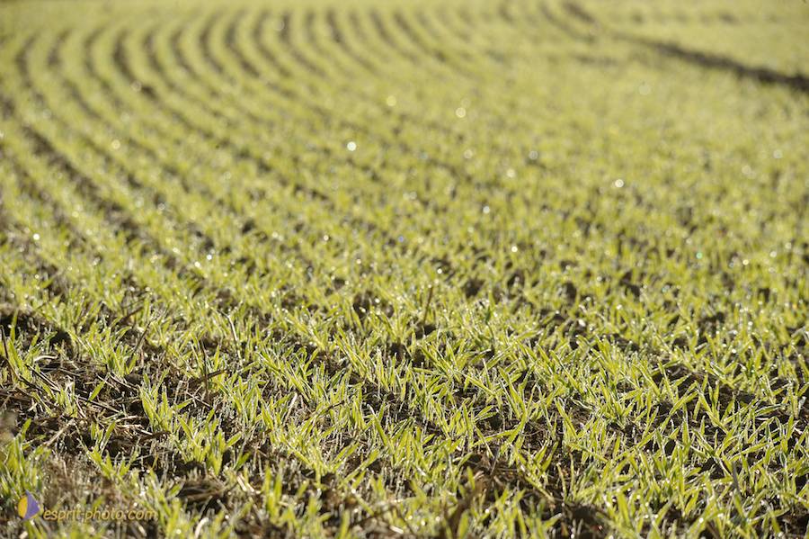 Nom de l'image : D30083136_1_(c)Norbert-JUNG — Description :